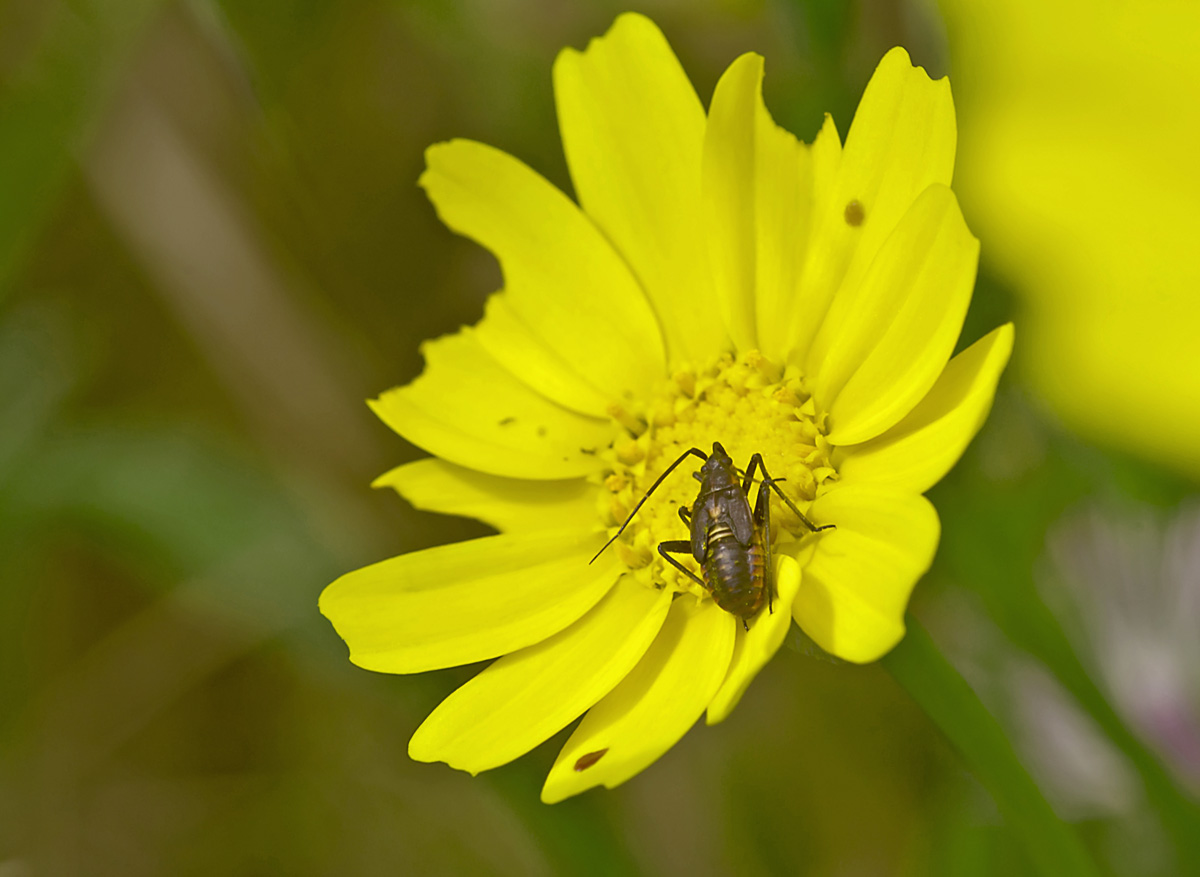 Miridae: Calocoris nemoralis (ninfa) della Sicilia